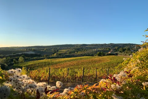 Raise a Glass: Exclusive Wine Experiences Near Orvieto
