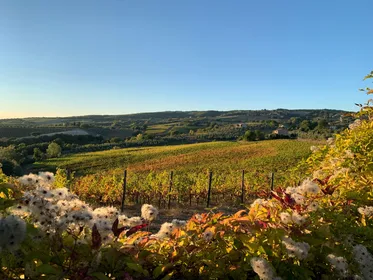 Erhebe dein Glas: Exklusive Weinerlebnisse in der Nähe von Orvieto