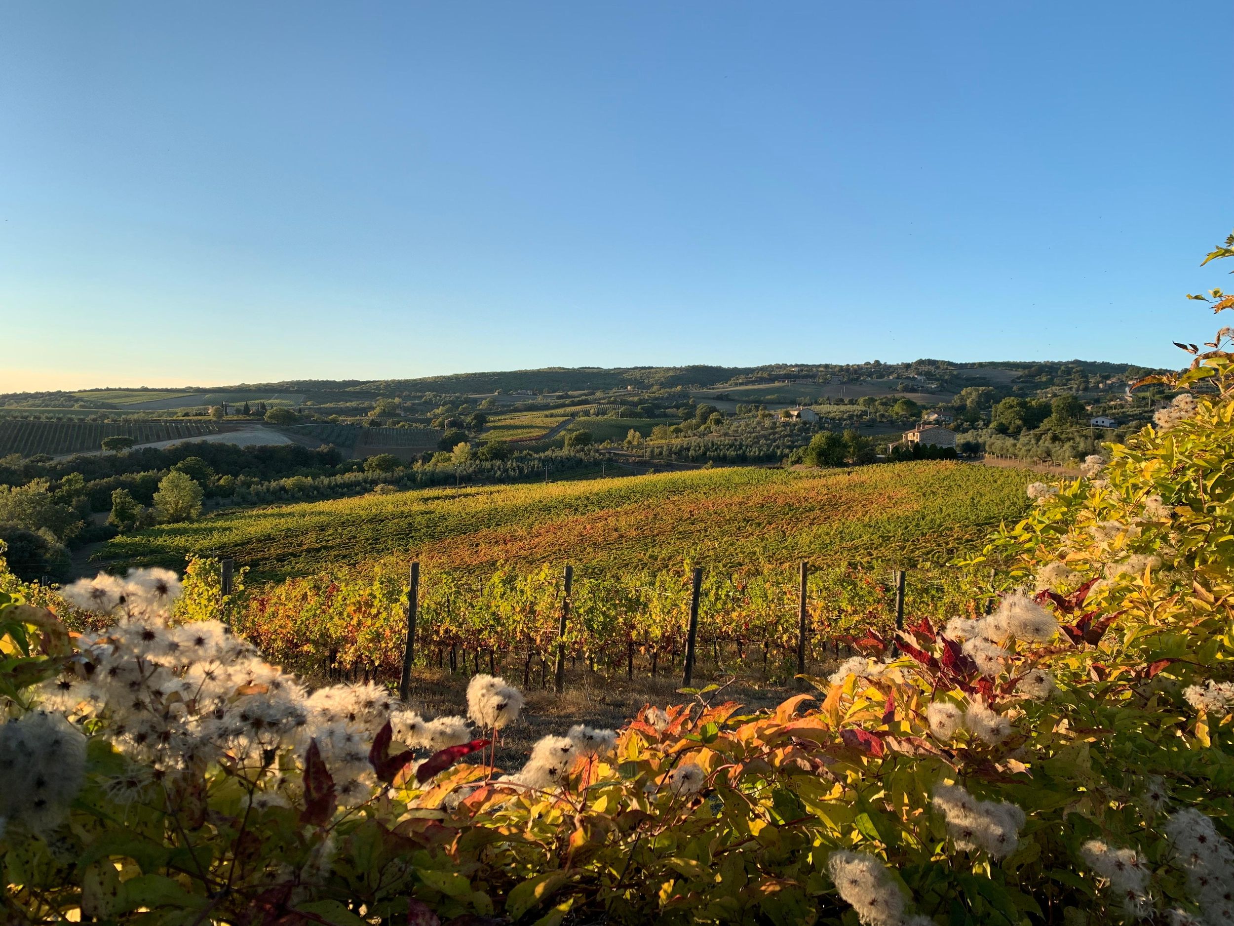 Erhebe dein Glas: Exklusive Weinerlebnisse in der Nähe von Orvieto
