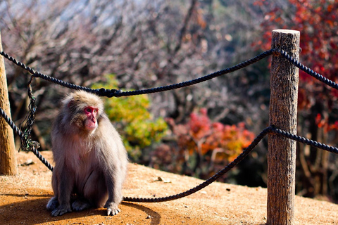 Nagano Tokyo: Snow Monkey Private Day Tour Hotel Pick & Drop Snow Monkey Private Day Tour Hotel Pick & Drop Off In Crown