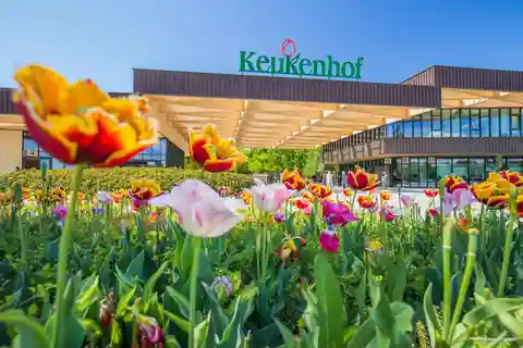 Descobre Keukenhof e Zaanse Schans com almoço em Leiden