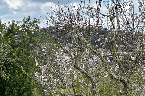 Hiking tour with a dream view of the former monastery of Sant Salvador, 3-4 hours. Hiking tour with fantastic views to the former Sant Salvador monastery 3-4 hrs.