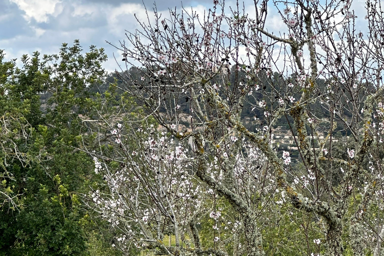 Hiking tour with a dream view of the former monastery of Sant Salvador, 3-4 hours. Hiking tour with fantastic views to the former Sant Salvador monastery 3-4 hrs.