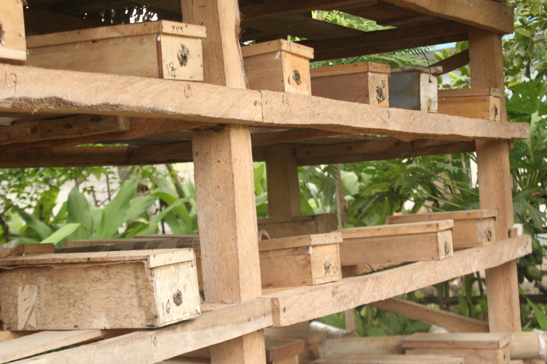 Bagek Kembar: Mangrove & Stingless Beekeeping Experience