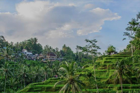 Bali: Bali Swing, Monkey Forest, Rice Terrace, Waterfall Private tour without entry ticket