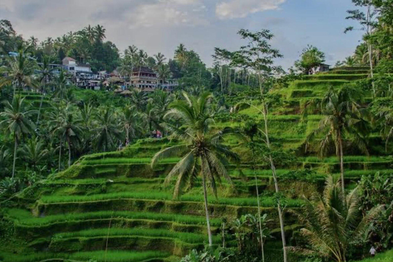 Bali: Bali Swing, Monkey Forest, Rice Terrace, Waterfall Private tour without entry ticket
