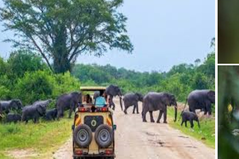 Wycieczka safari z Kolombo do Parku Narodowego Yala