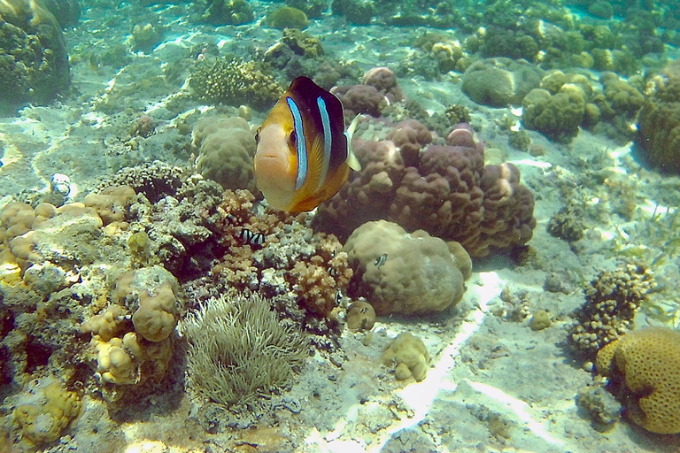 Mactan: Cebu Island Hopping Boat Tour with Lunch