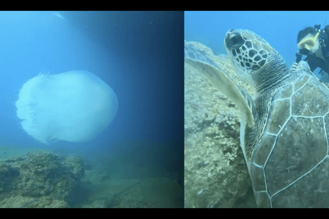 Lateral: Tour de mergulho no Museu SubmarinoAtração: Tour de mergulho no Museu Subaquático