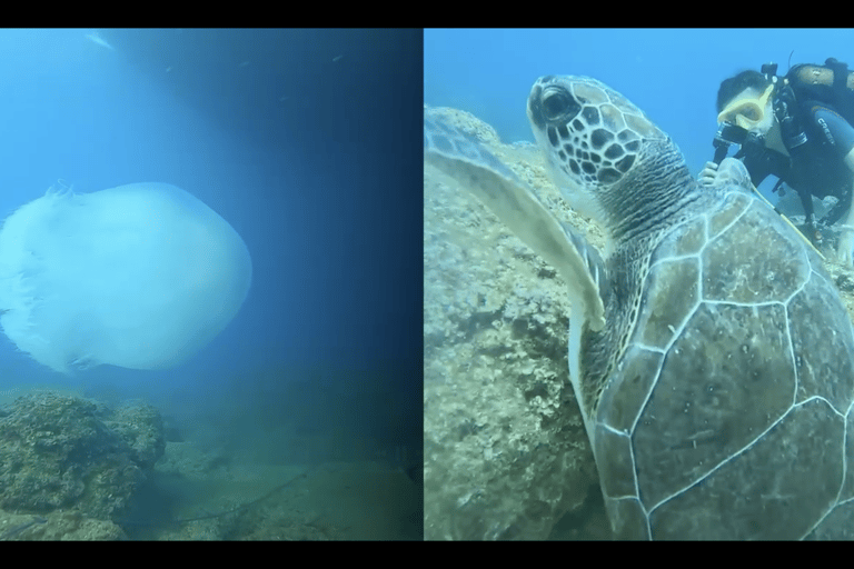 Lateral: Tour de mergulho no Museu SubmarinoAtração: Tour de mergulho no Museu Subaquático