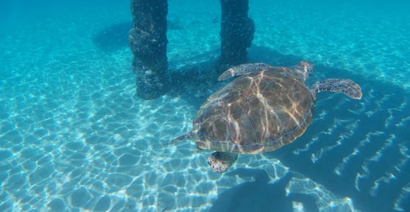 Curacao: Blue Room Cave and Turtles Boat Trip with Pizza