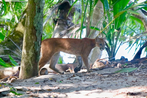 Parco Nazionale del Corcovado, Stazione di San Pedrillo, Escursione di un giorno