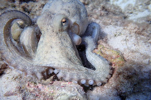 Menorca: Bautizo buceo desde barco con fotos incluidas
