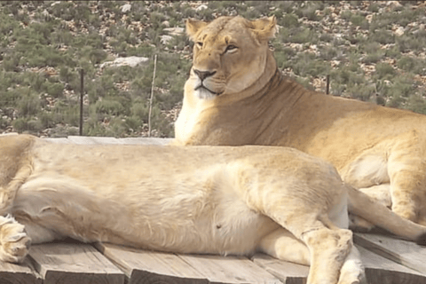 Cape Town: Big 5 Private Game Reserve Day Safari