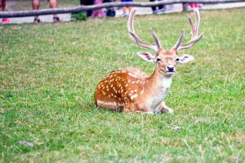 From Osaka/Kyoto: Nara Private Day Tour with Hotel Pickup - Image 2