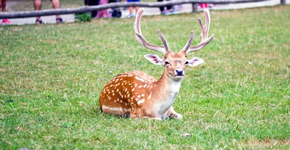 From Osaka/Kyoto: Nara Private Day Tour with Hotel Pickup