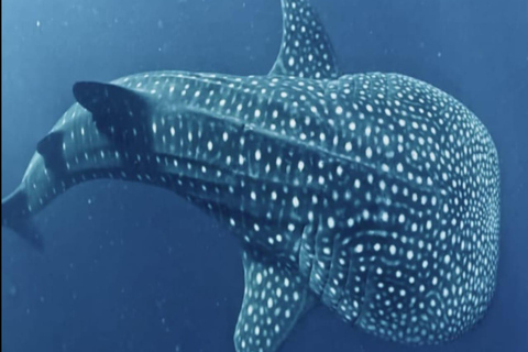 Lombok: 4-Day Komodo with Whale Sharks Private Cabin