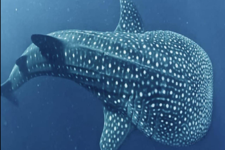 Lombok: 4-Day Komodo with Whale Sharks Private Cabin