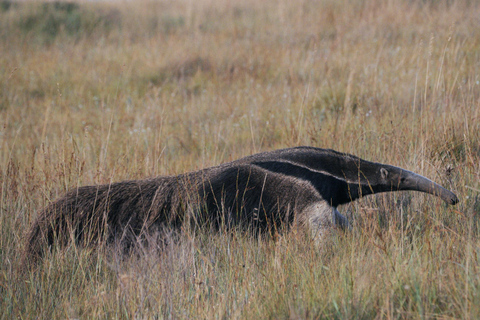 From São Paulo: 5-Day Serra da Canastra Wildlife Safari