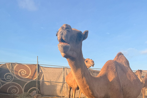 Salalah: Empty Quarter Desert Adventure to Hashman Dunes