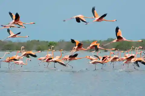 La Guajira: Salinas de Manaure e Flamingos - viagem de 1 dia