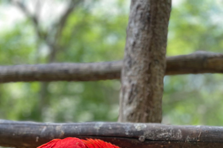 Cartagena: Aviary National Park Tour with Hotel Pickup