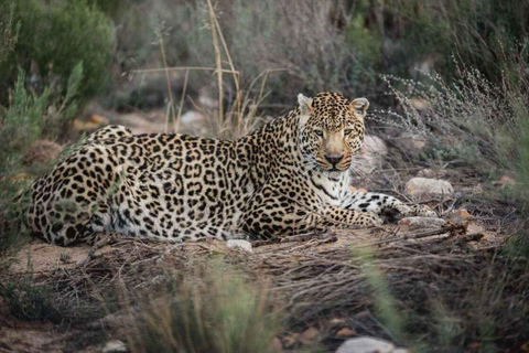 Aquila: Safari Game DriveAquila: Safari-game drive