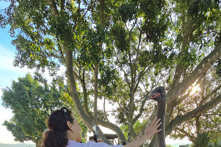 Cape Town: Ostrich Ranch Safari with Hotel Transfer