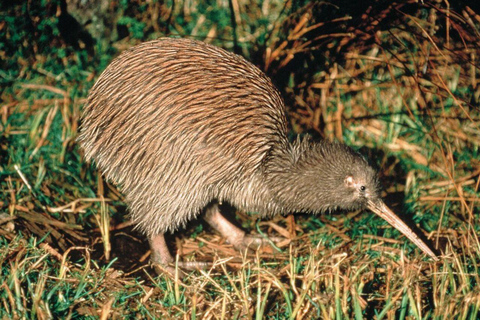 From Auckland: Kiwi Wilderness Experience Guided Tour