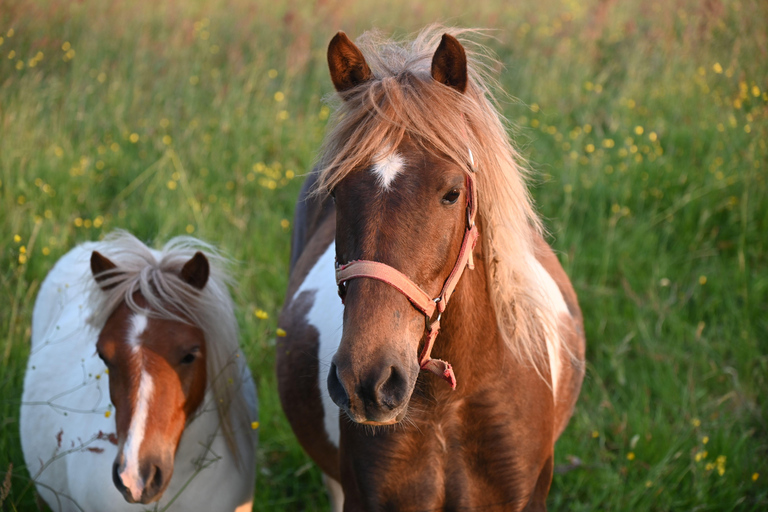 Bernex: Scenic Horse Ride and Gentle Pony Walks
