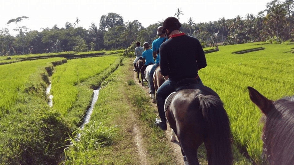 Ubud 1 Hour Countryside Horse Riding with Rice Field View GetYourGuide