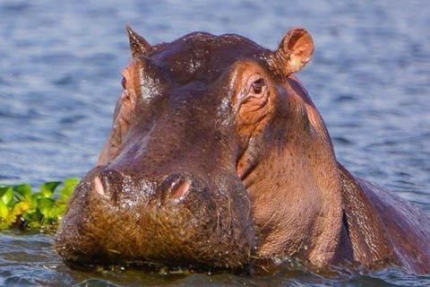 Excursión de 2 días al Lago Nakuru, la Puerta del Infierno y el Lago Naivasha