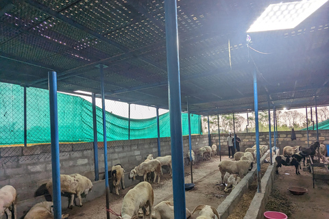 Bangalore: Big Barn Farm Visit with Animal Interactions