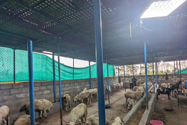 Bangalore: Big Barn Farm Visit with Animal Interactions