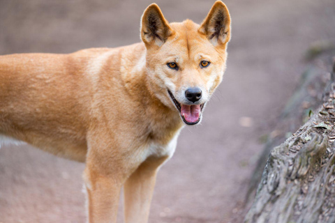 Sydney: Featherdale Wildlife Park Private Tour