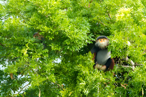 From Da Nang: Wildlife watching, Douc Langurs watching