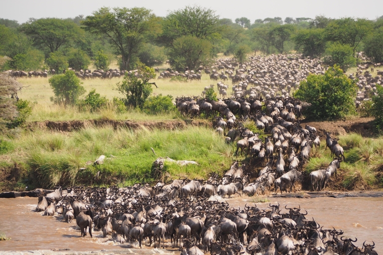 3 Tage Wildlife Safari Tansania erleben
