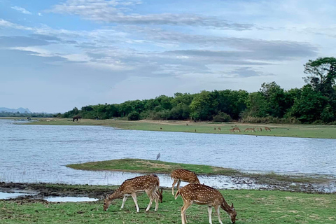 De Galle / Mirissa / Hikkaduwa - Excursão de Safari em Udawalawa