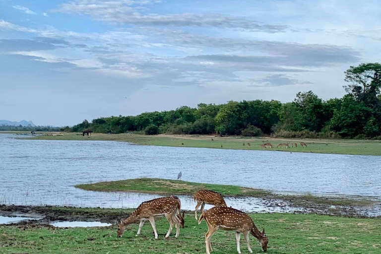 De Galle / Mirissa / Hikkaduwa - Excursão de Safari em Udawalawa