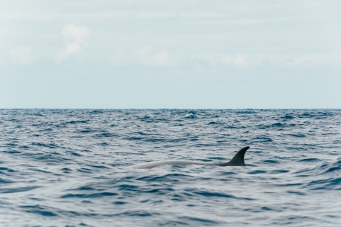 Z Morro Jable: Całodniowa obserwacja delfinów i wielorybówFuerteventura: jednodniowa wycieczka łodzią z obserwacją delfinów i wielorybów