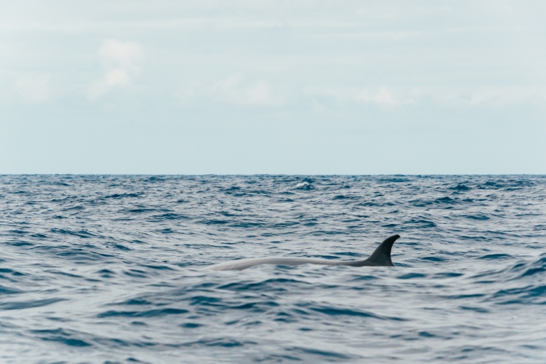Z Morro Jable: Całodniowa obserwacja delfinów i wielorybówFuerteventura: jednodniowa wycieczka łodzią z obserwacją delfinów i wielorybów