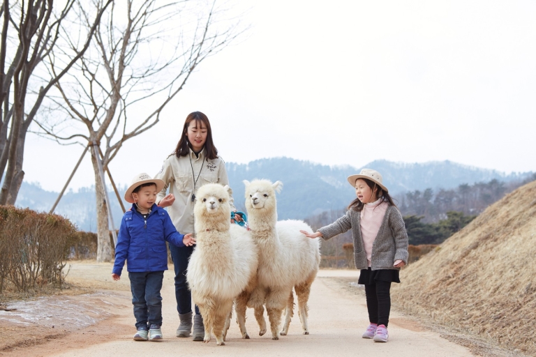 Seul: Alpaca World i wyspa Nami (opcjonalnie ogród koreański)Wycieczka grupowa (bez ogrodu), spotkanie w Dongdaemun