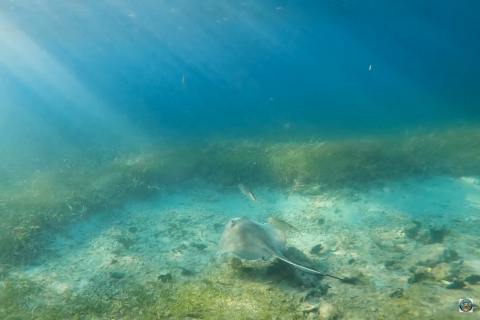 Plongée avec masque et tuba avec les lamantins et les tortues à San JuanSan Juan Snorkeling : Observation de lamantins, de tortues de mer, et plus encore !