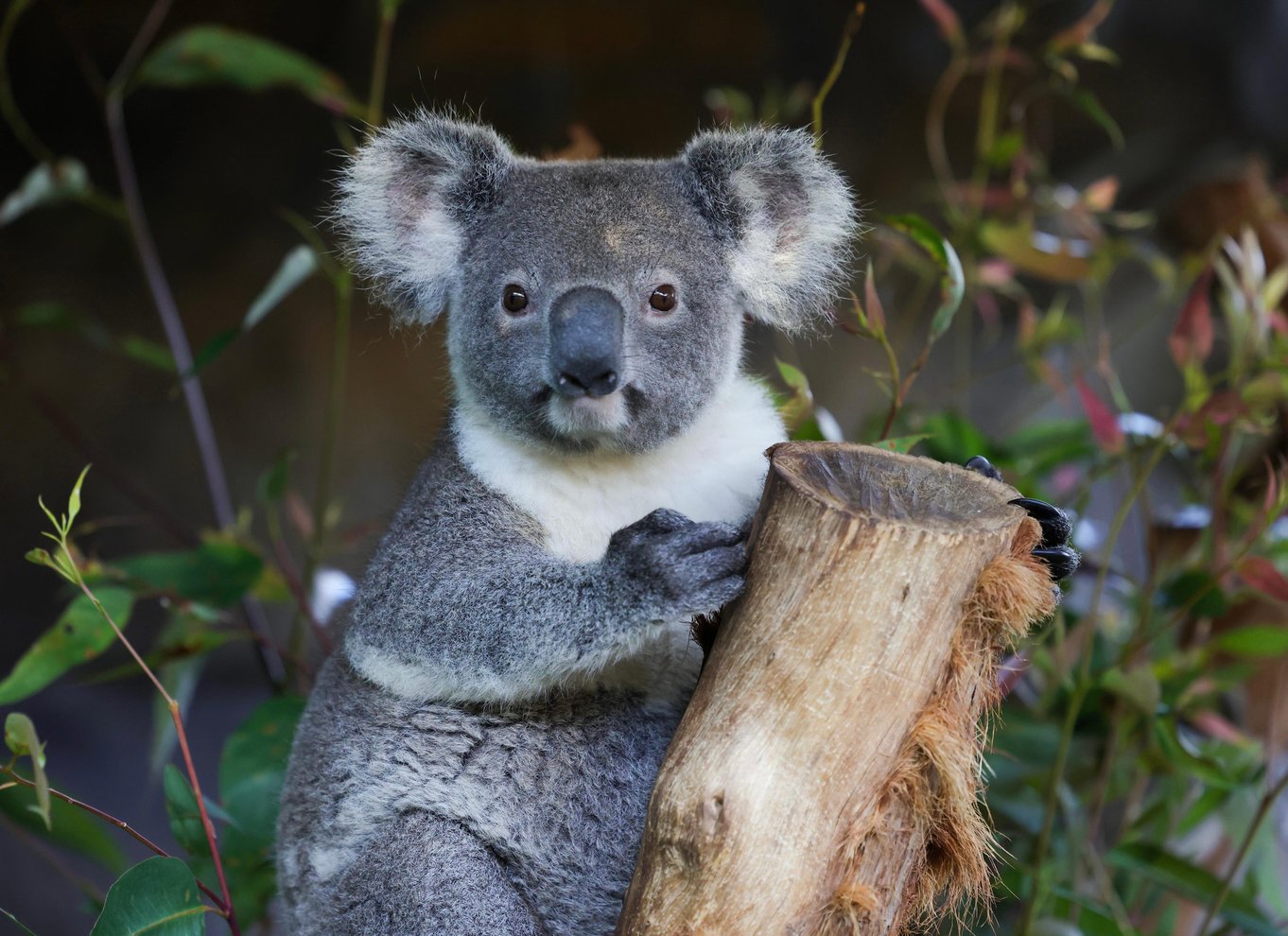 Sydney: Blue Mountains Scenic World, dyrepark og frokost