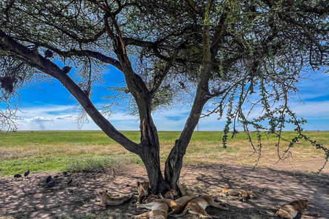 4 dagar i det vilda: Serengeti, Ngorongoro och Tarangire