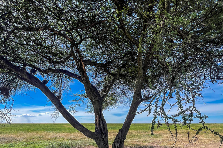 4 dagar i det vilda: Serengeti, Ngorongoro och Tarangire