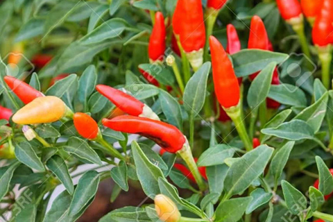 ZANZIBAR: Farma przypraw, jaskinia Salam, pływanie z żółwiami i restauracja RockWYCIECZKA PRYWATNA Z TRANSPORTEM