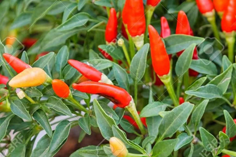 ZANZIBAR: Farma przypraw, jaskinia Salam, pływanie z żółwiami i restauracja RockWYCIECZKA PRYWATNA Z TRANSPORTEM