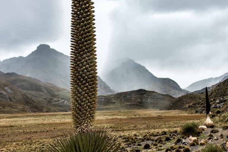 Huaraz : Journée complète Nevado Pastoruri + Eaux gazeuses