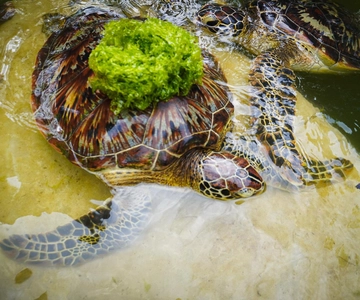 Zanzibar: escursione di mezza giornata all'acquario delle tartarughe di Nungwi con guida e spiaggia